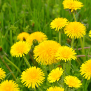 The Problem with Dandelions on Our Teams Sarah Gibson